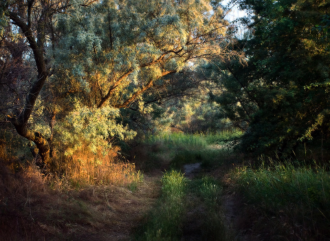 South Morning