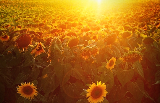 Sunflower Valley
