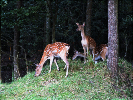 At the edge of forest