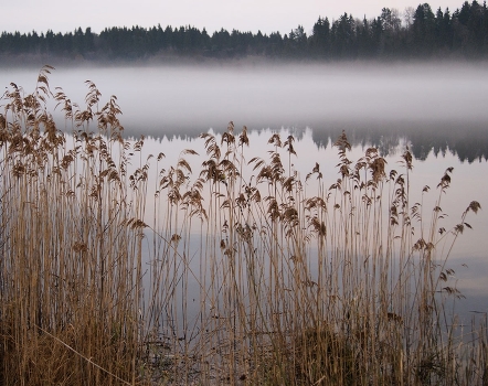 Series: fog