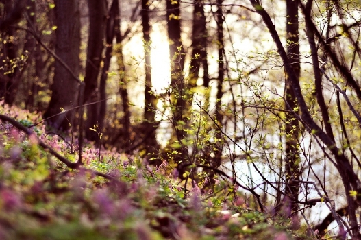 Spring