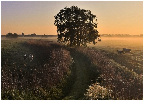 Golden morning.