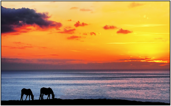 Evening Harmony
