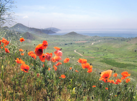 here in the spring poppies redden spaces