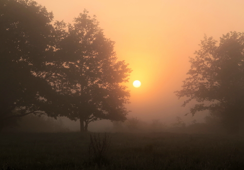 Fog