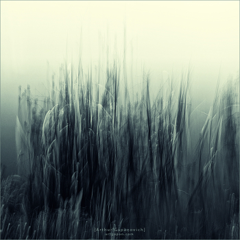 [In the High Grass Dreams ...]