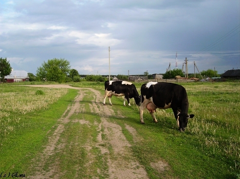 Cows or life in the village.