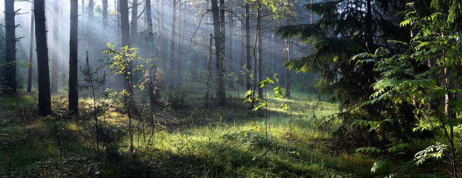 June morning