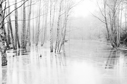 Water&Forest