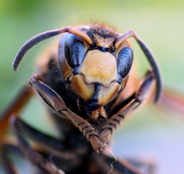 Portrait of a wasp