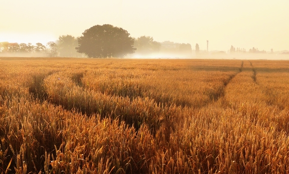 Brot, Daybreak ...