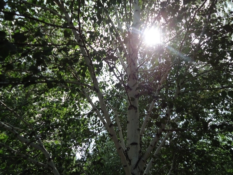 birch