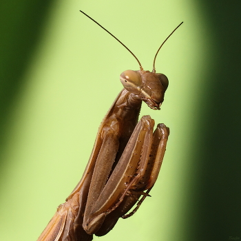 Praying mantis
