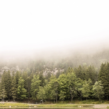 Norwegian Forest