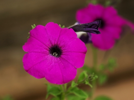 Petunia.