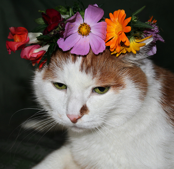 Portrait of a-la Glamour ...