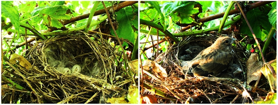 kind birds