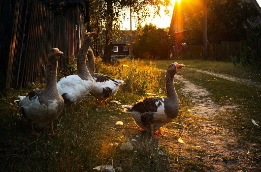 rural pastoral