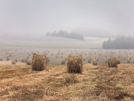 Soon Fall