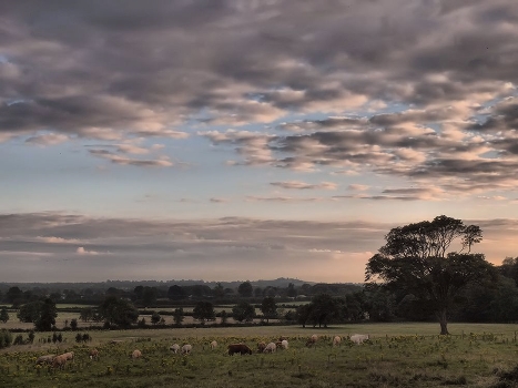 Twilight meadow ... ...