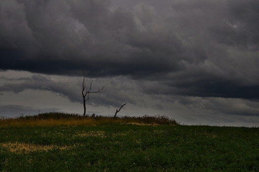 Mysterious tree