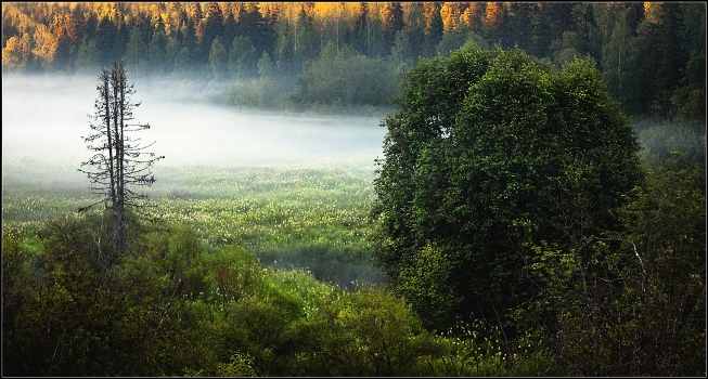 white dance fog ...