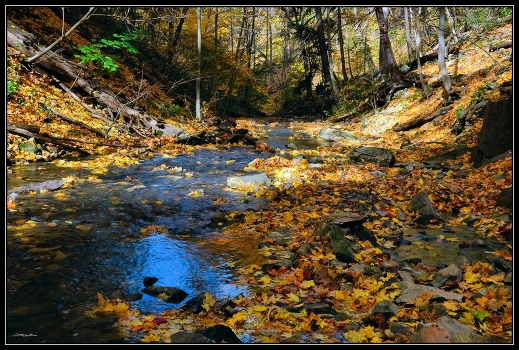 Autumn colors.