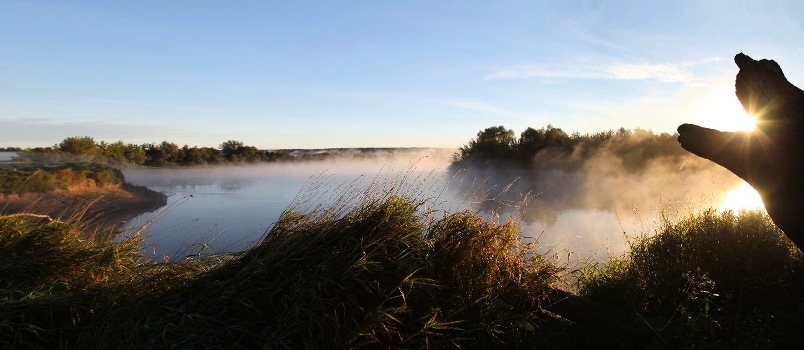 Cat on a foggy river ...