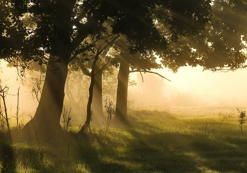 In the fog