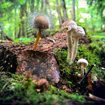 In the autumn forest