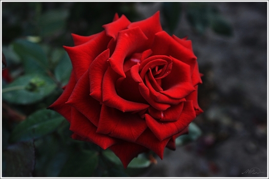 Rose