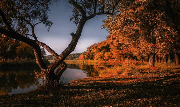 Draw Fall