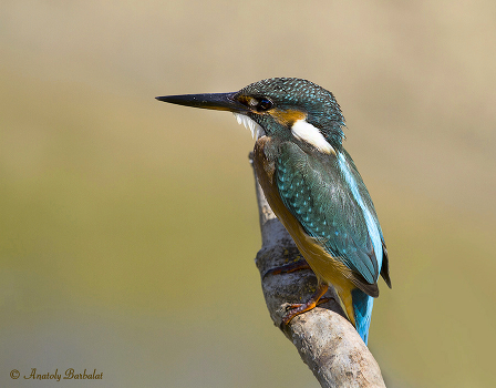 Portrait of a kingfisher