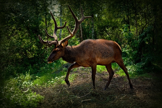 The meeting in the woods