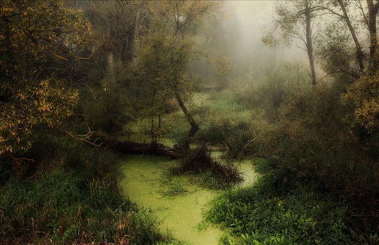 Morning in the Bialowieza Forest