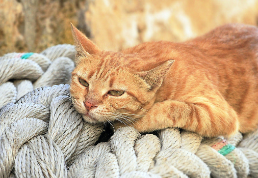 Rest on the ropes