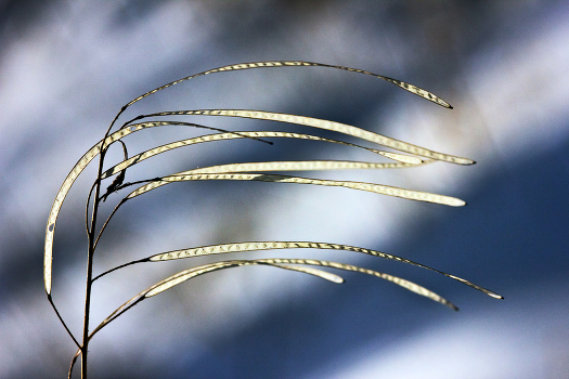 Wind