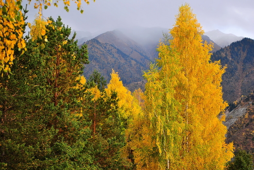 Autumn gold