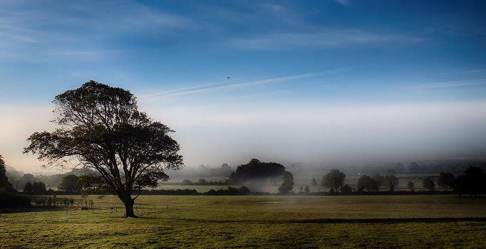 Fog-meadow ... ...