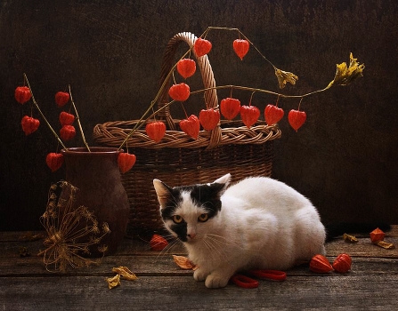 How I shot still life ...