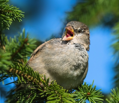 Singing in elovnike