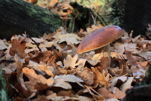 Just three mushroom