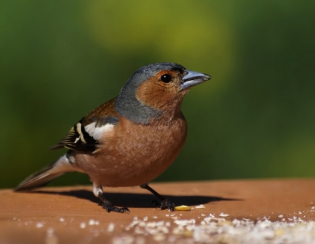 Finch