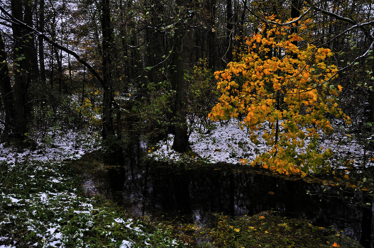 Black creek