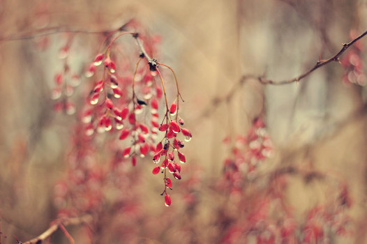 Tears of Autumn ...