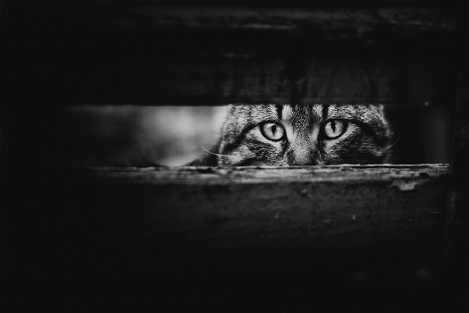 secret cat