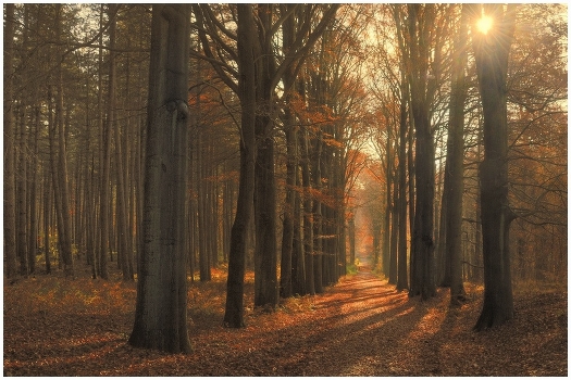 Golden wood.