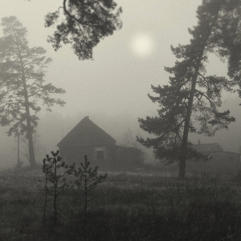 Nebel im Wald