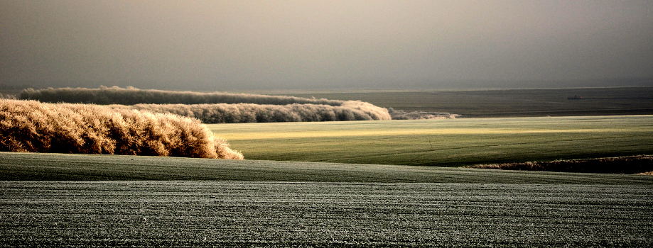 Silver Field