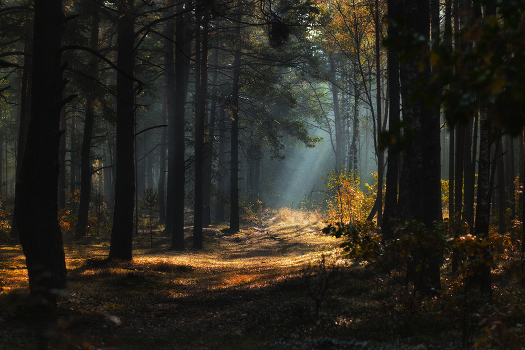 morning in the autumn forest